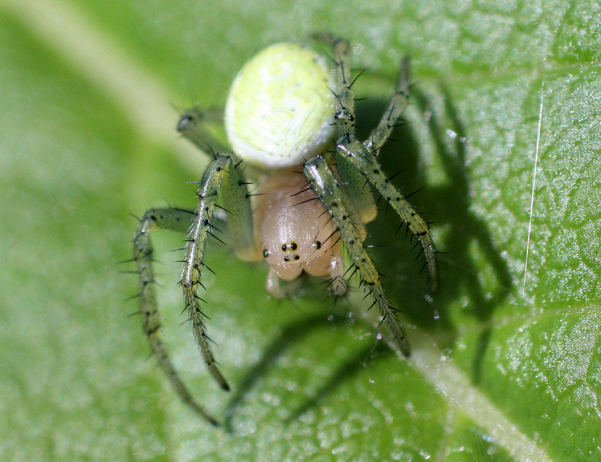 Araniella sp. - Lesmo (MB)